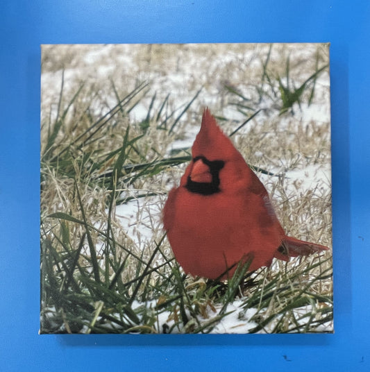 Cardinal 1 8x8 Canvas