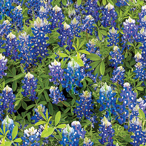 Yellowstone Bluebonnet Flowers Blue 14512-55