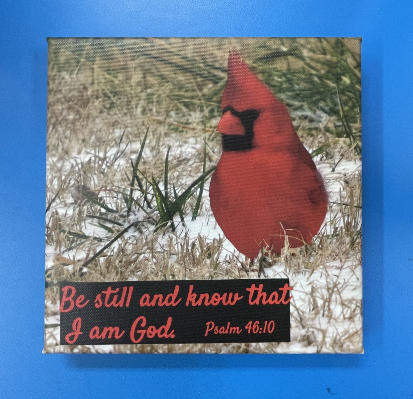 Cardinal 3 8x8 Canvas